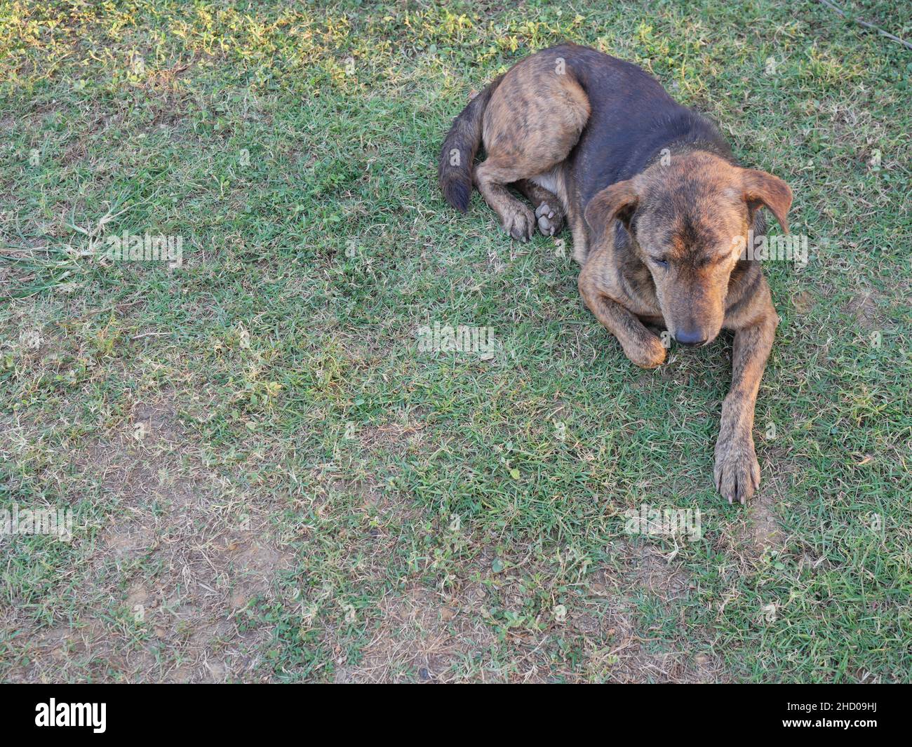 Marrone scuro cucciolo carino poggiante sul prato verde, cane su terra erba, il comportamento degli animali domestici Foto Stock