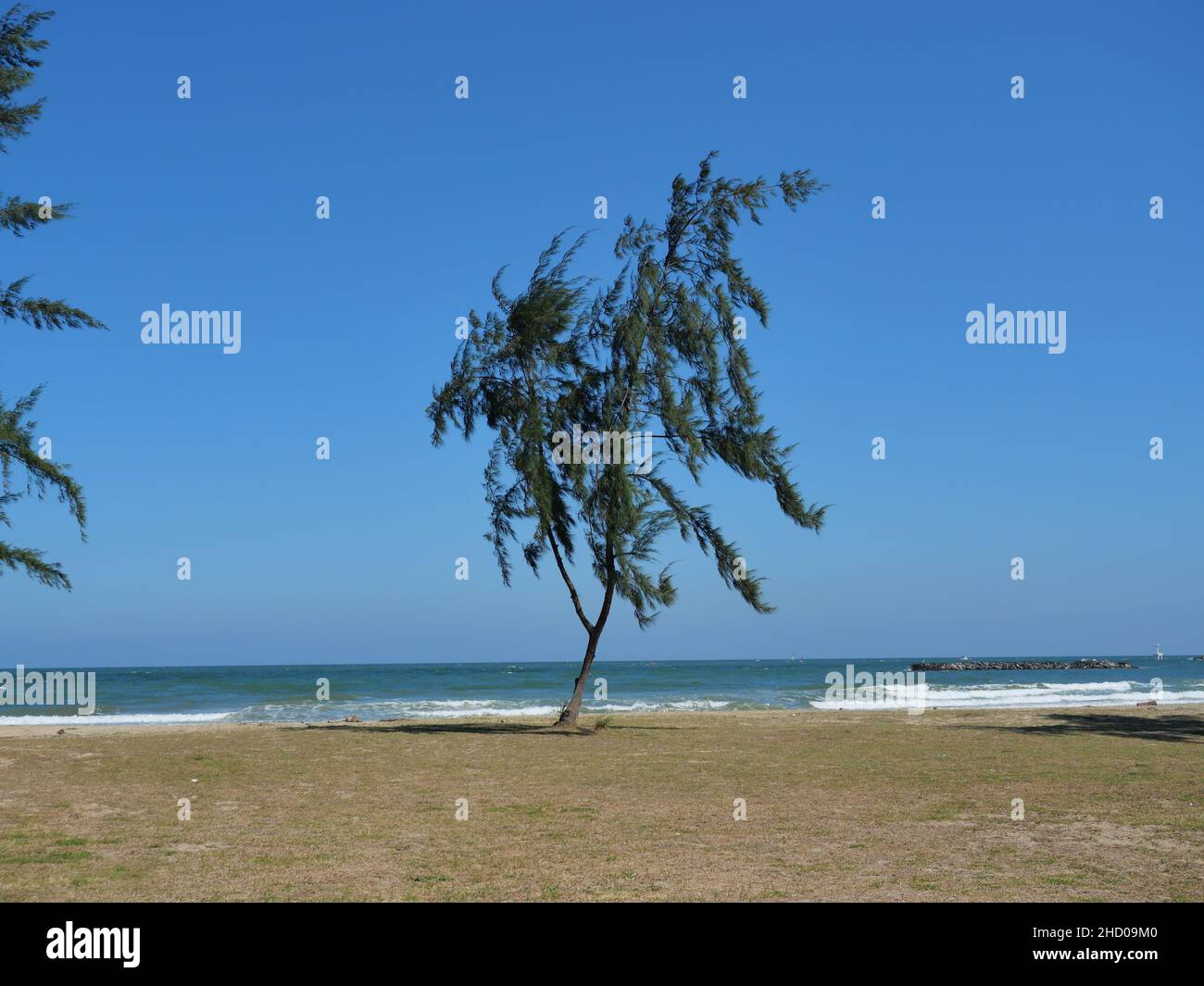 Australiano o fischiante pineta che si muoveva quando il vento tremava sulla spiaggia con il cielo blu sullo sfondo, Wave in mare erano violenti Foto Stock