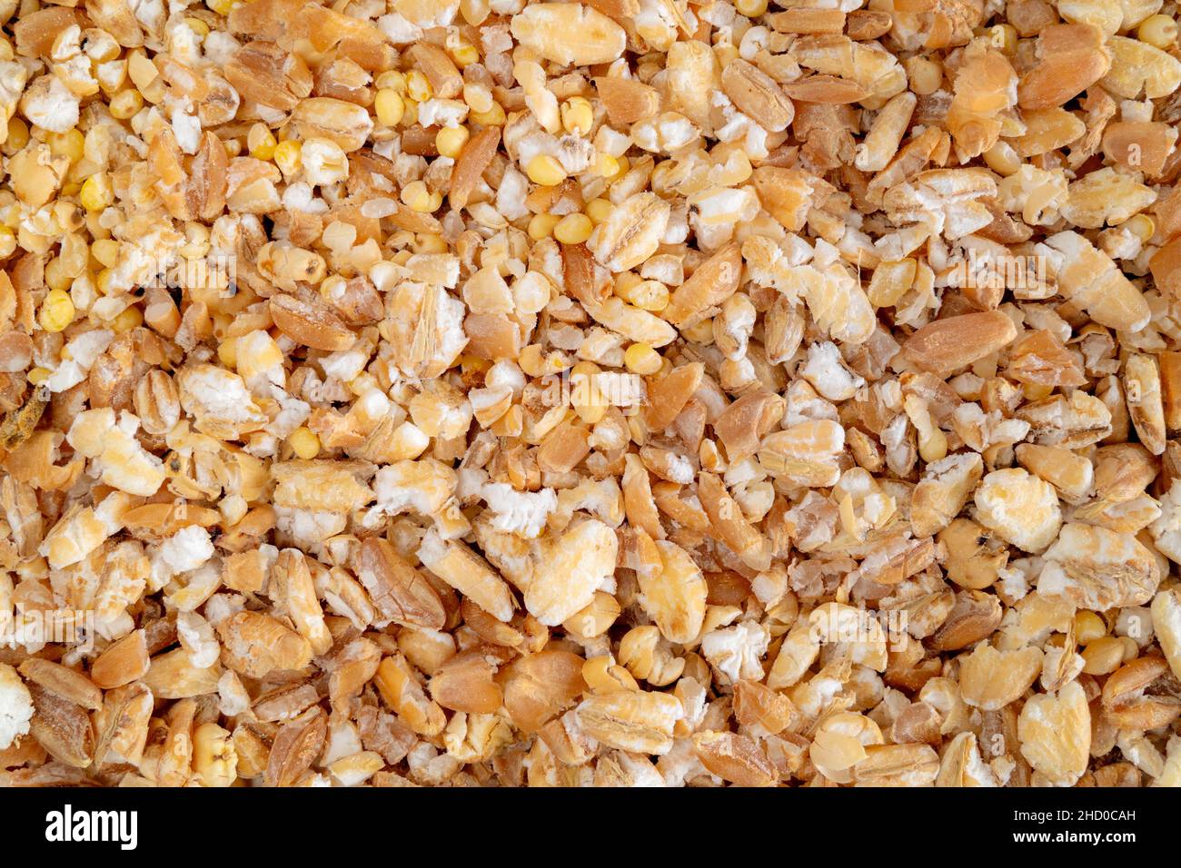 Fiocchi di cereali misti chicchi e semi, vista dall'alto. Macro di chicchi di grano duro, grano di sorgo, milleti e orzo perlato. Realizzato con un flaker di grano Foto Stock