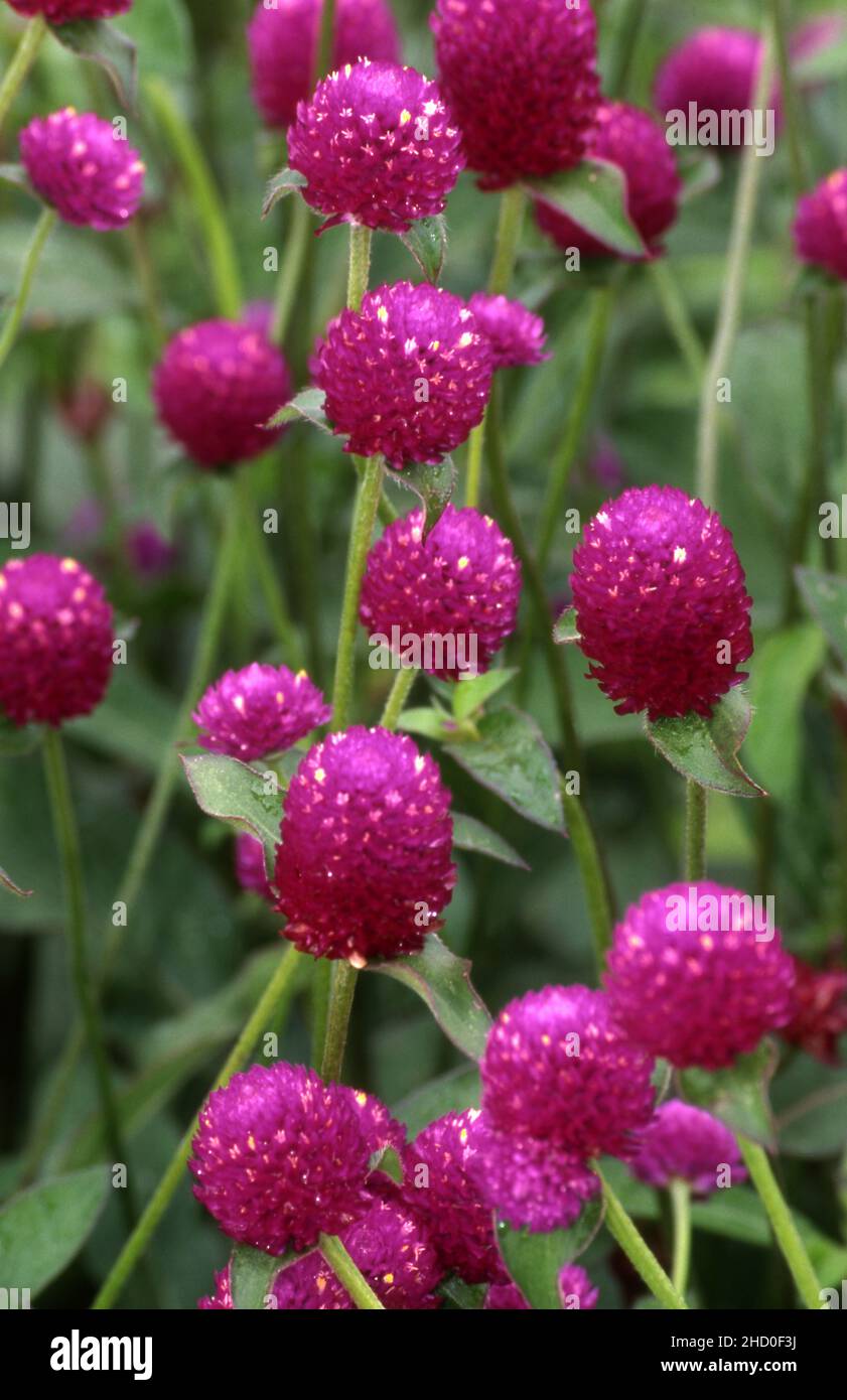Gomphrena globosa, comunemente noto come amaranto globo o bottoni da scapolo della famiglia delle Amarantacee. Foto Stock