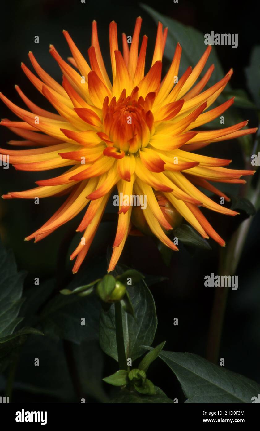 PRIMA VISTA DI UN FIORE DI DALIA CACTUS BICOLORE. Foto Stock