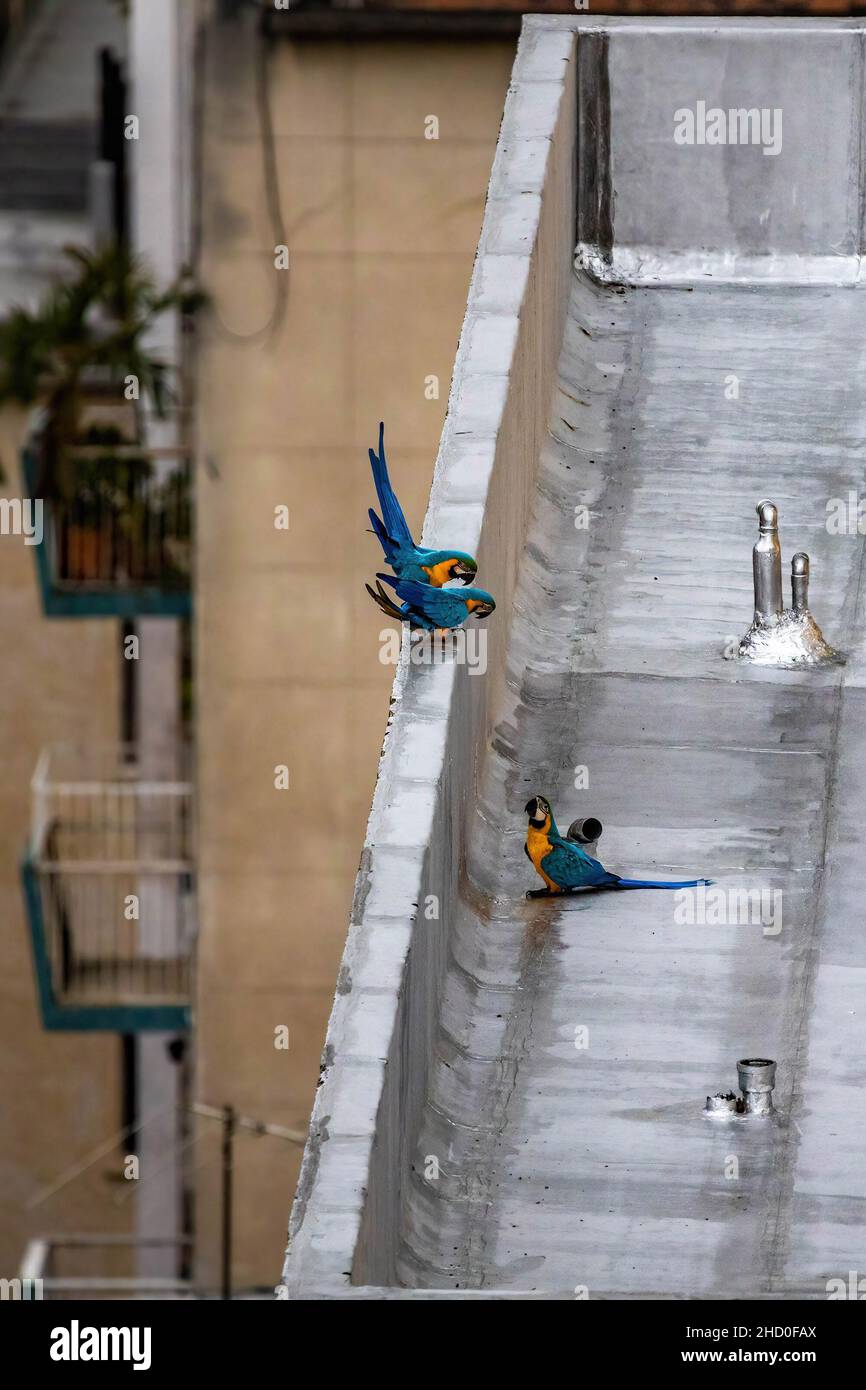 Pappagalli di macaw esotici che volano nel centro di Caracas Venezuela di giorno Foto Stock