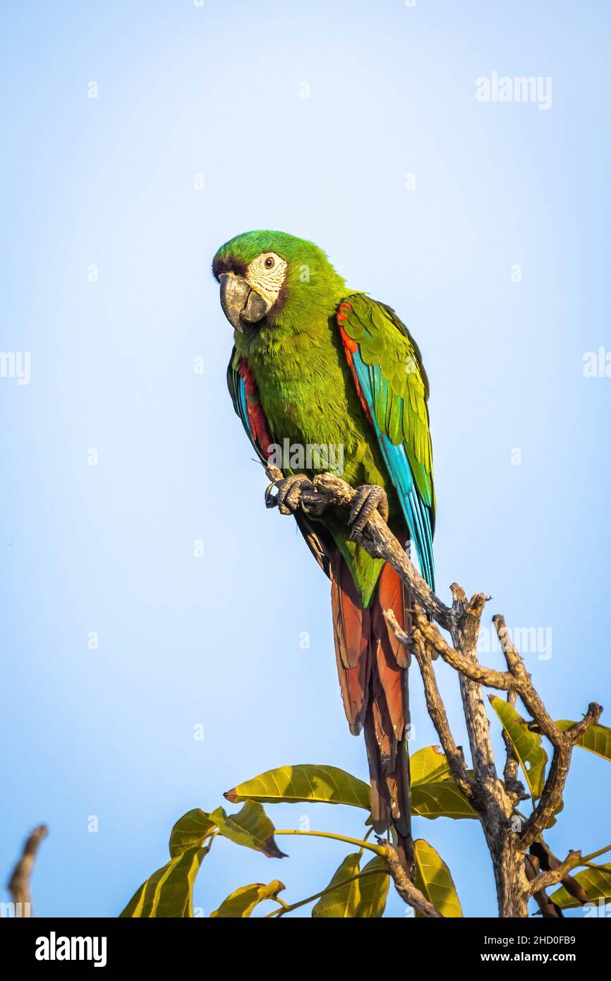 Bellissimo primo piano pappagallo verde macaw sul ritratto di albero di giorno Foto Stock
