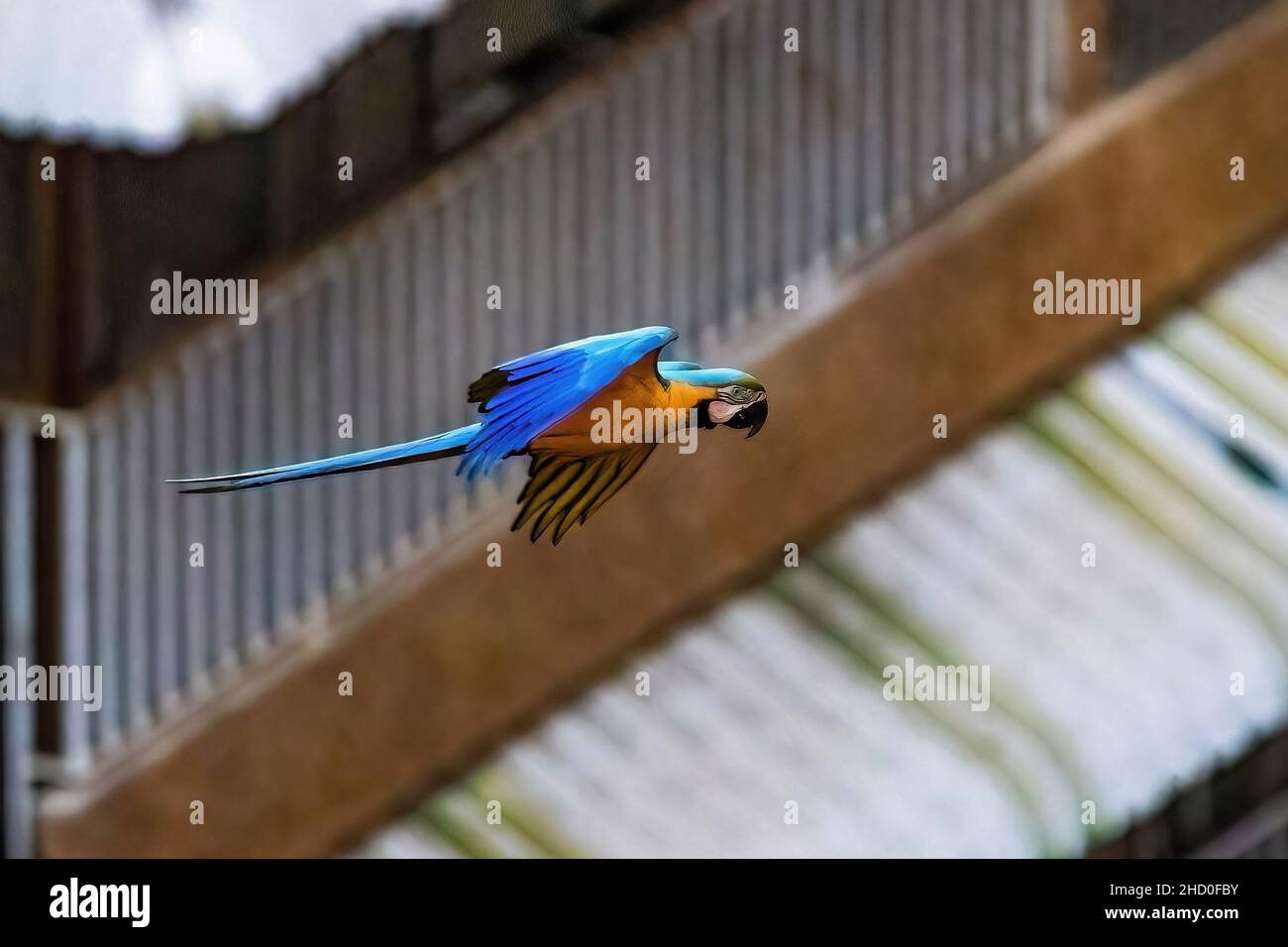Pappagalli di macaw esotici che volano nel centro di Caracas Venezuela di giorno Foto Stock