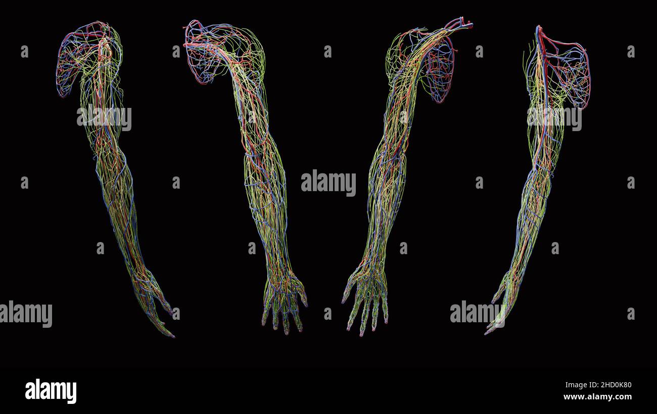 Anatomia nervosa completa, linfatica, arteriosa e venosa in giallo, verde, rosso e blu del braccio rispetto alle viste anteriore, posteriore, laterale e mediale Foto Stock