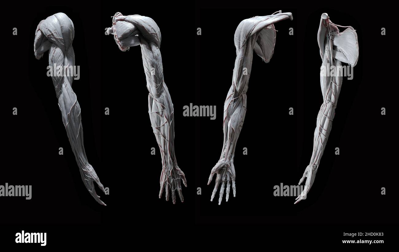 Anatomia esterna completa del braccio in bianco dalle viste anteriore, posteriore, laterale e mediale su sfondo nero Foto Stock