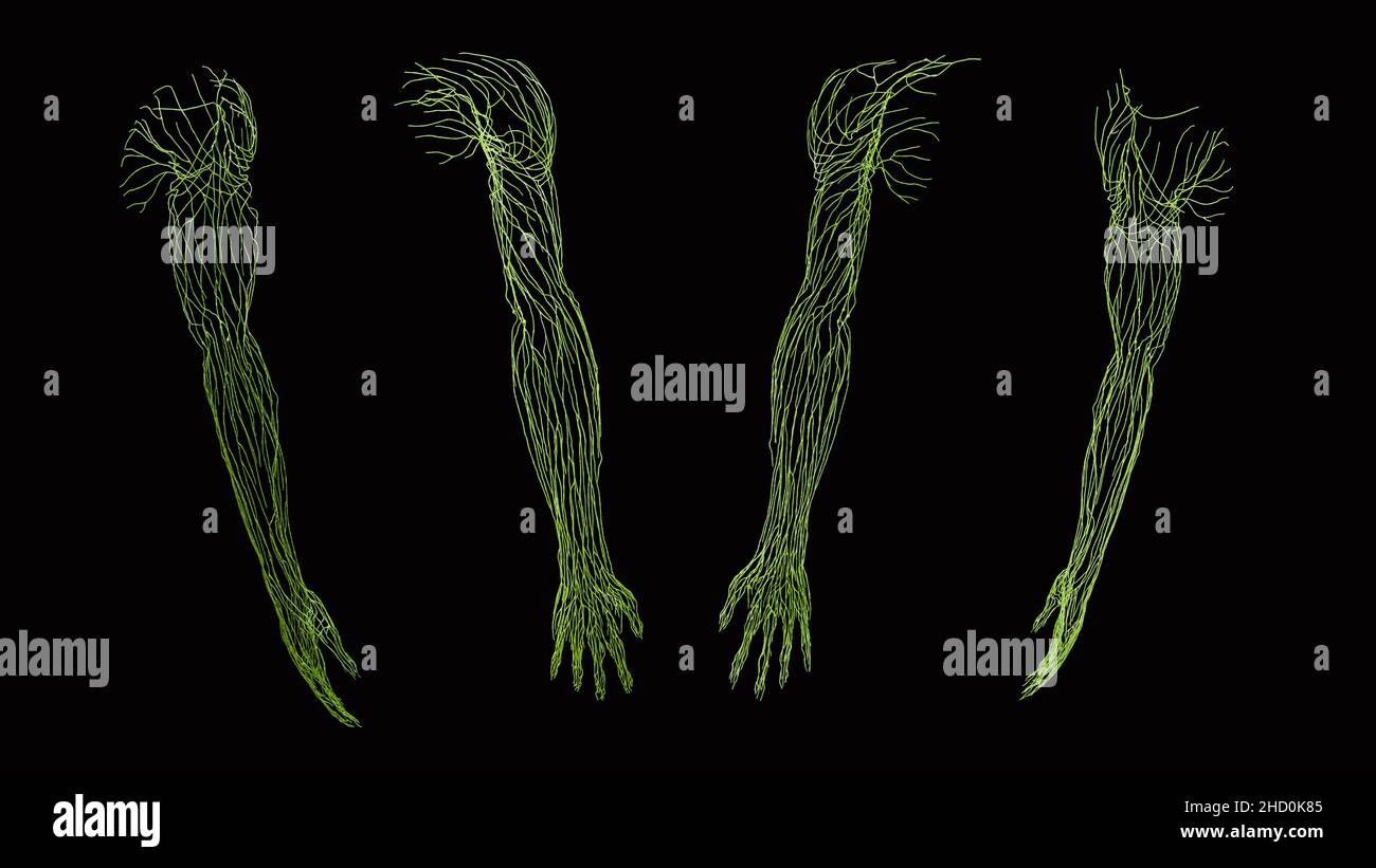Anatomia linfatica completa in verde del braccio dalle viste anteriore, posteriore, laterale e mediale su sfondo nero Foto Stock