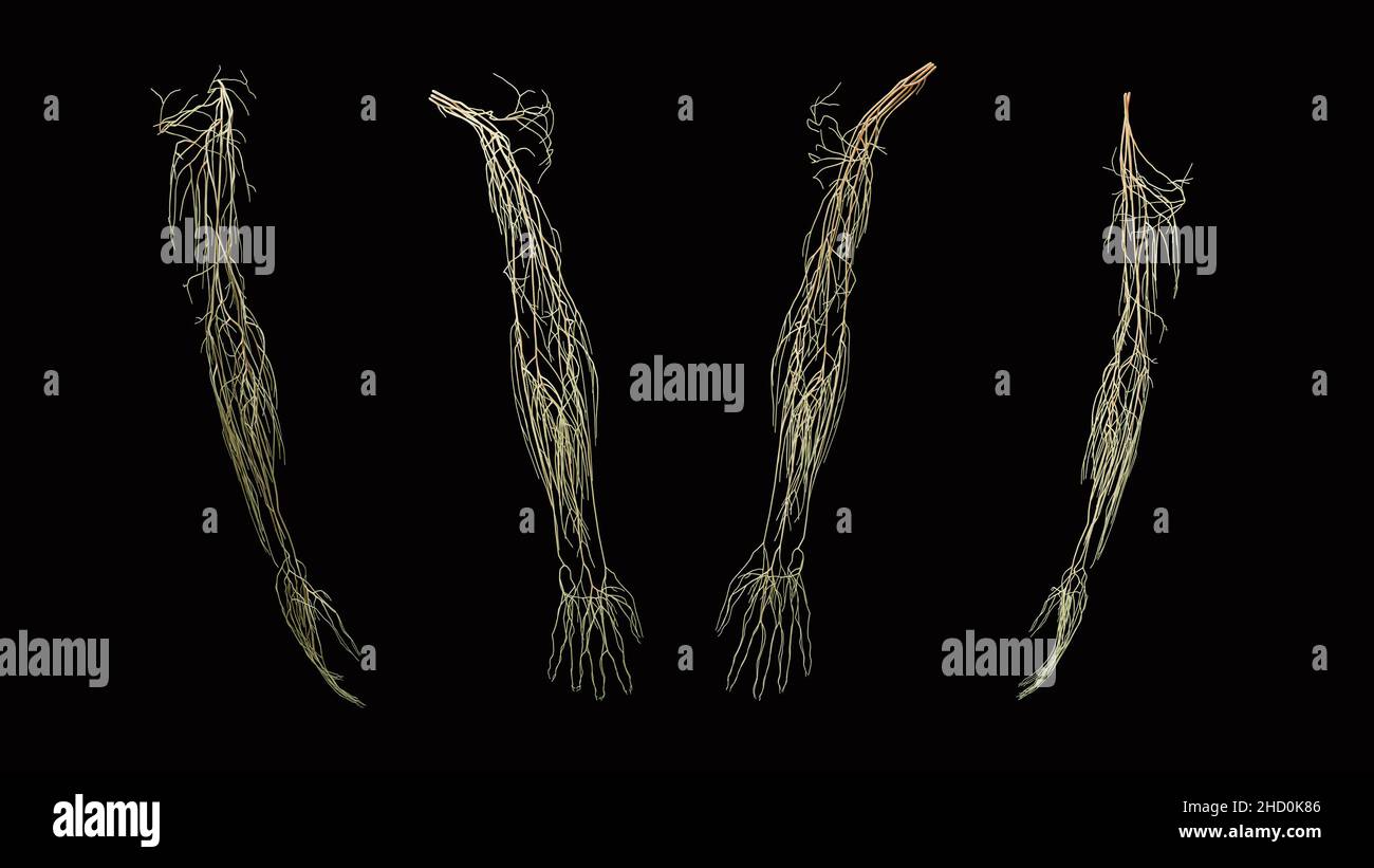 Anatomia neurologica completa del braccio in giallo dalle viste anteriore, posteriore, laterale e mediale su sfondo nero Foto Stock