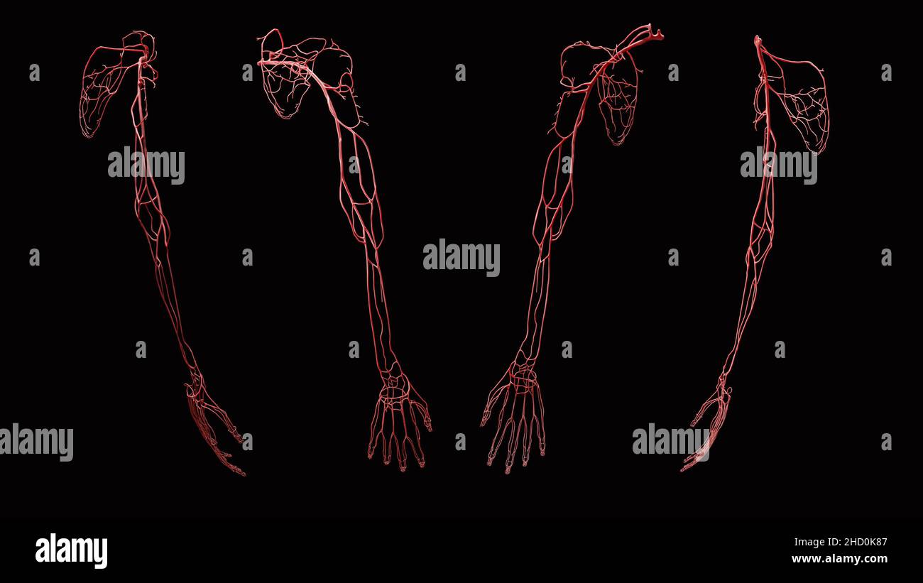 Anatomia arteriosa completa del braccio dalle viste anteriore, posteriore, laterale e mediale su sfondo nero Foto Stock