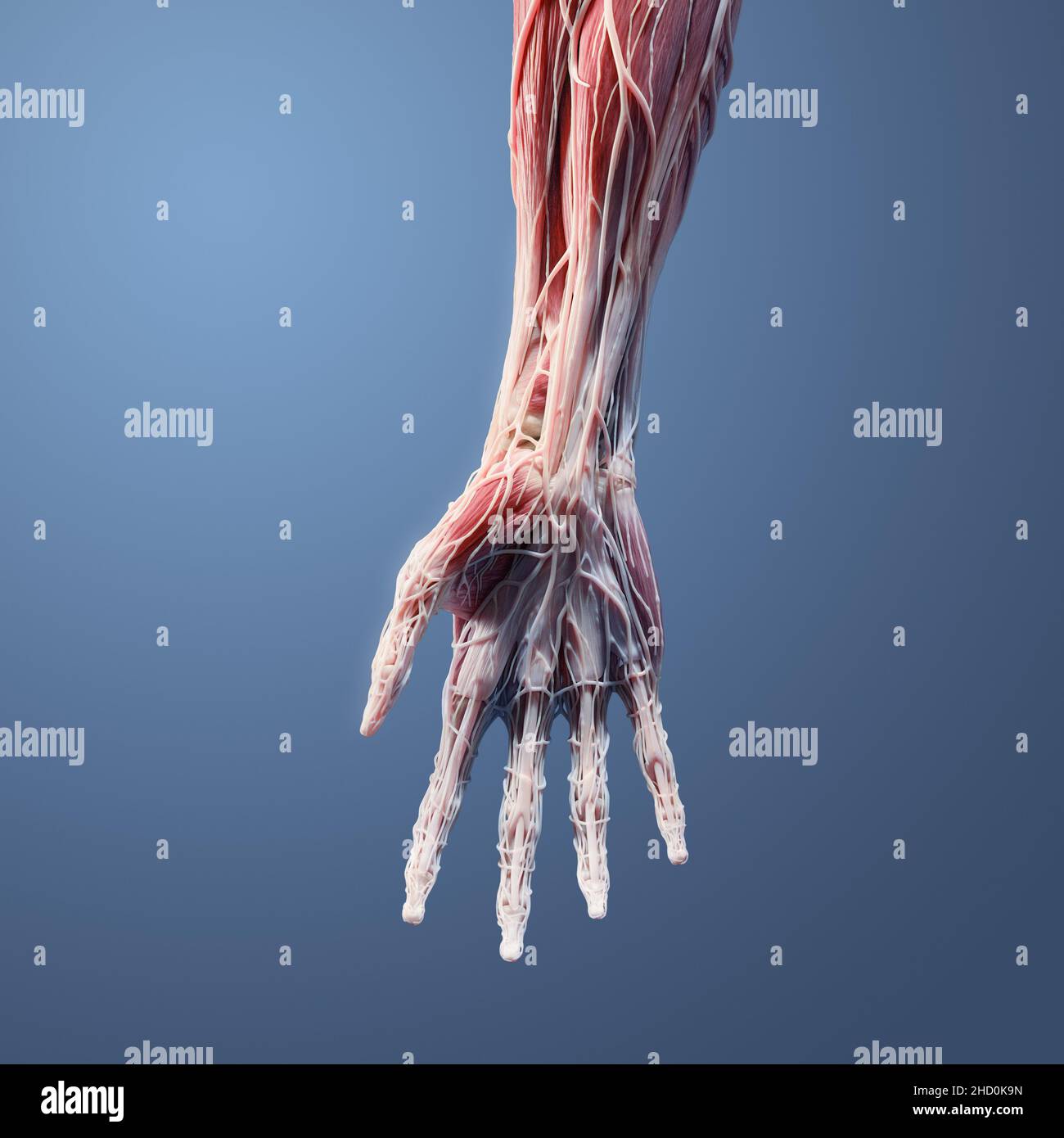 3D anatomia completa del lato palmo della mano, del polso e dell'avambraccio distale, inclusi muscoli, vasi, nervo, osso, legamenti, e tendini sul retro blu Foto Stock