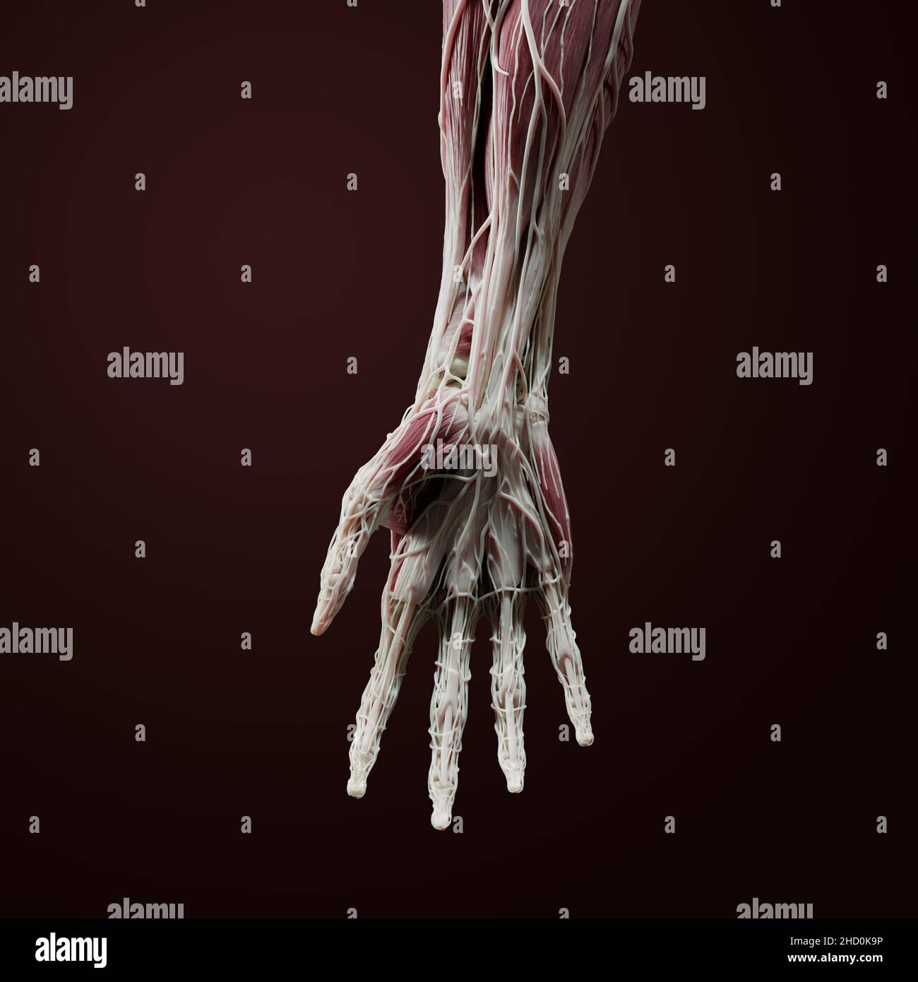 3D anatomia completa del lato palmo della mano, del polso e dell'avambraccio distale, inclusi muscoli, vasi, nervo, osso, legamenti, e tendini sul dorso rosso Foto Stock