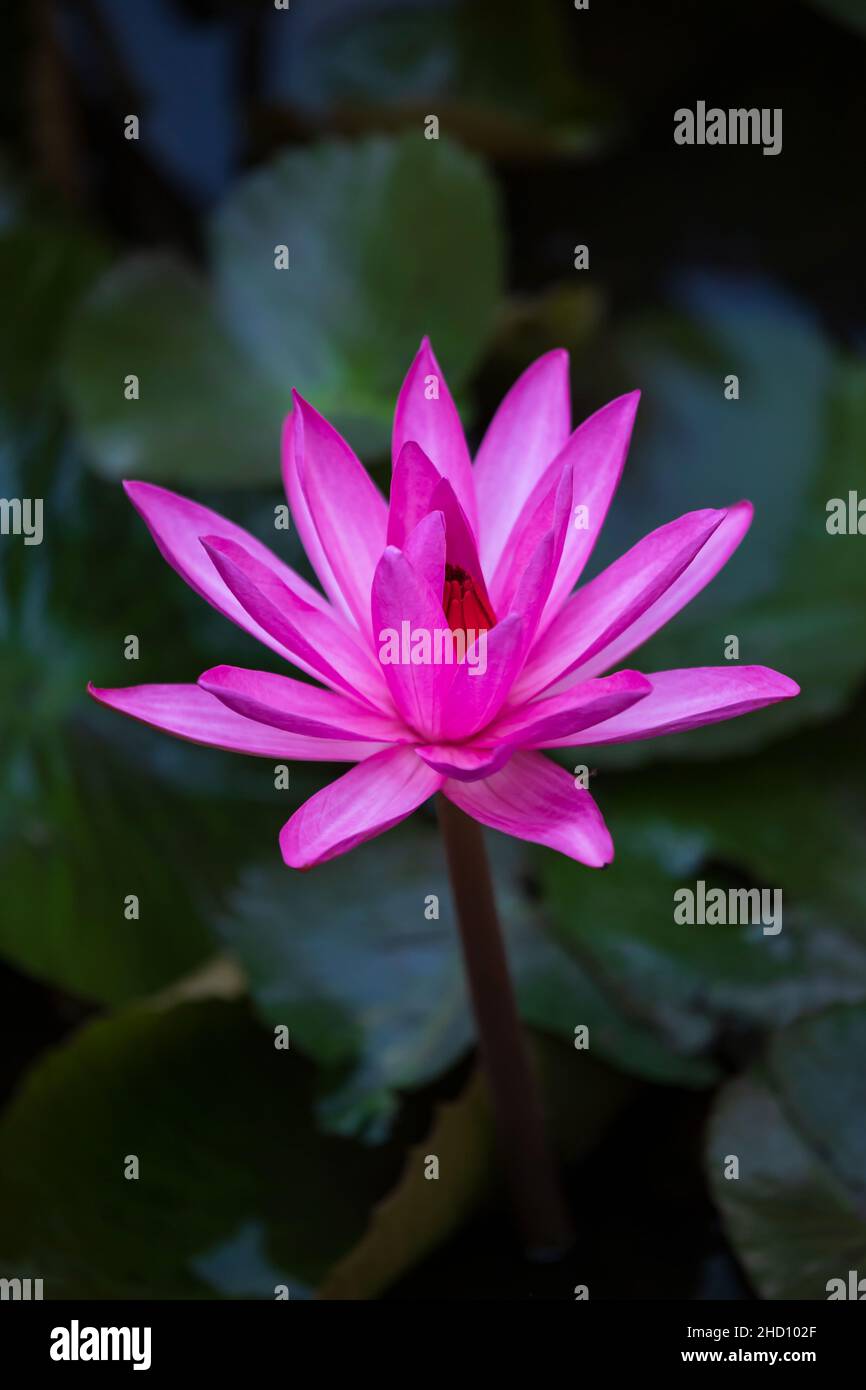 Un fiore di loto rosa in piena fioritura in un laghetto tropicale. Fiore di giglio d'acqua in fiore all'alba. Primo piano. Concentratevi sul petalo. Foto Stock