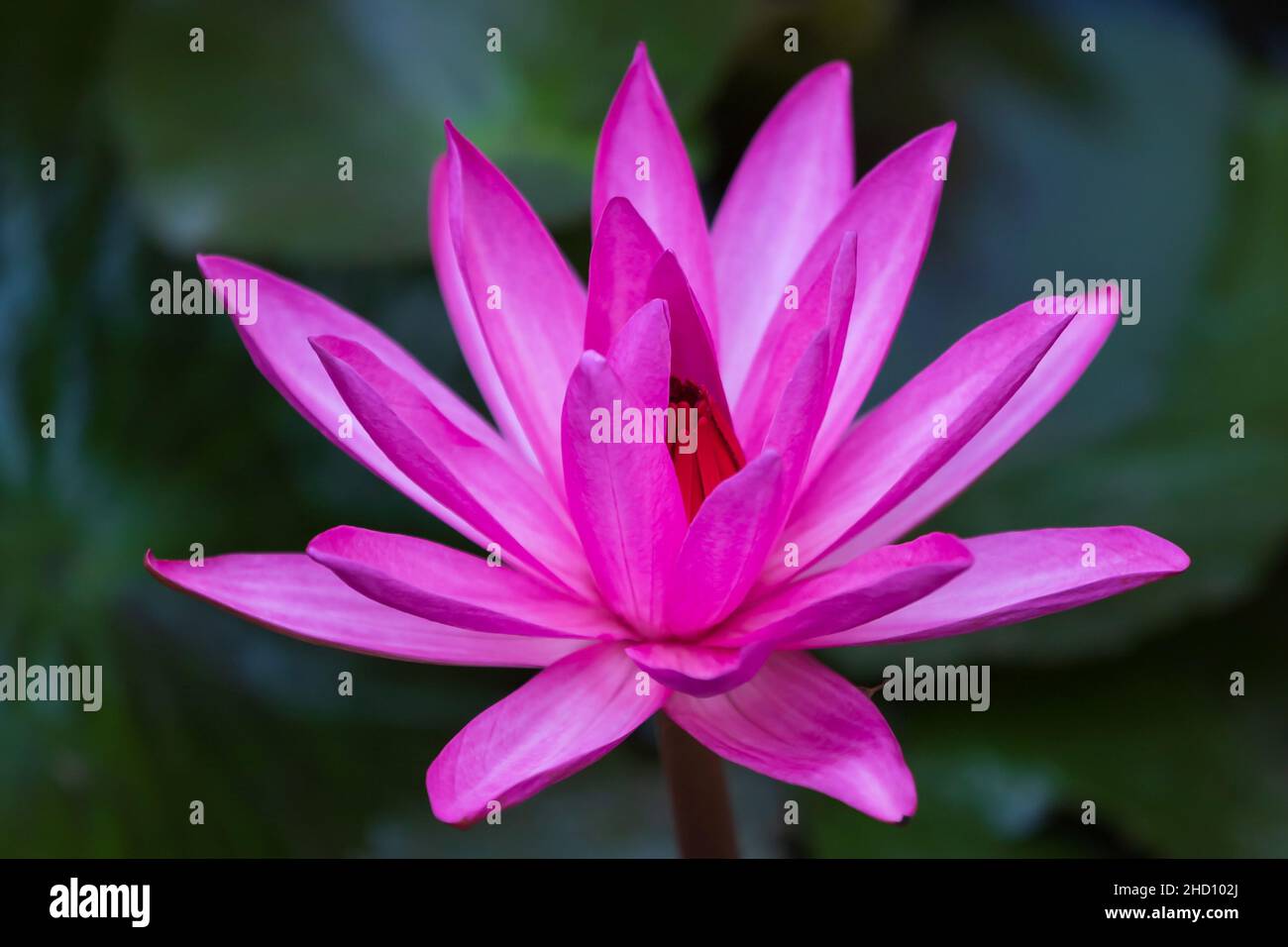 Un fiore di loto rosa in piena fioritura in un laghetto tropicale. Fiore di giglio d'acqua in fiore all'alba. Primo piano. Concentratevi sul petalo. Foto Stock