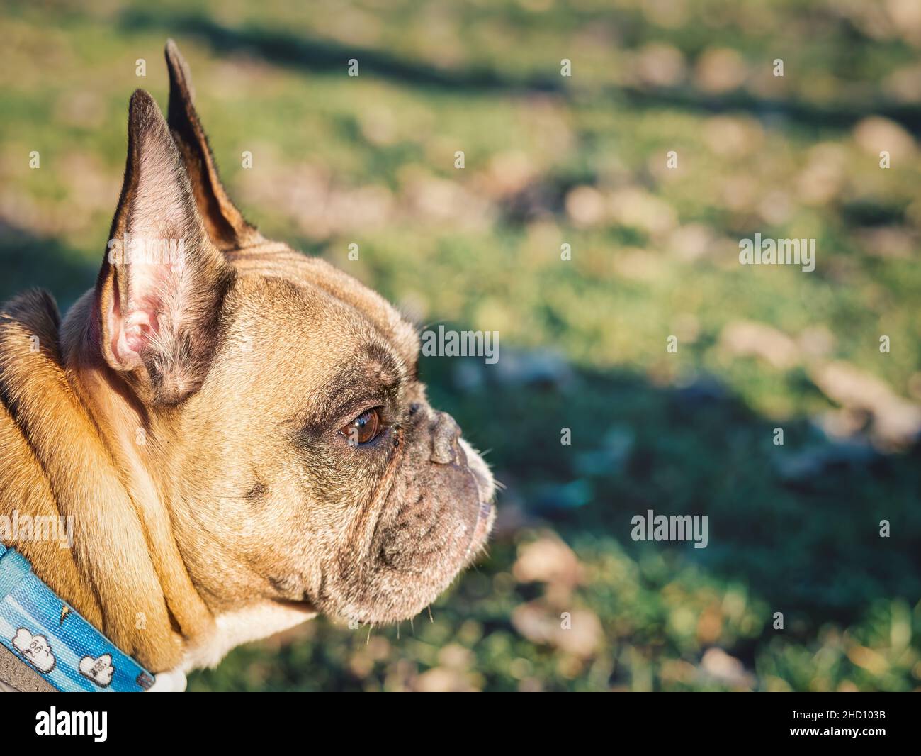 Dettaglio primo piano ritratto di un bulldog francese marrone. Foto Stock
