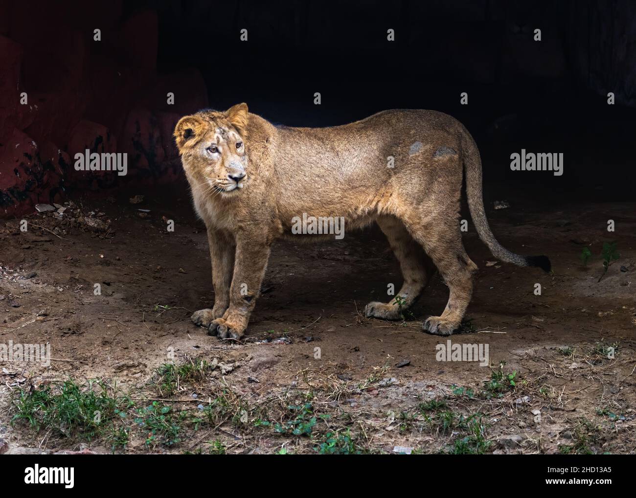 Un cucciolo di leone che guarda qualcosa di lontano Foto Stock