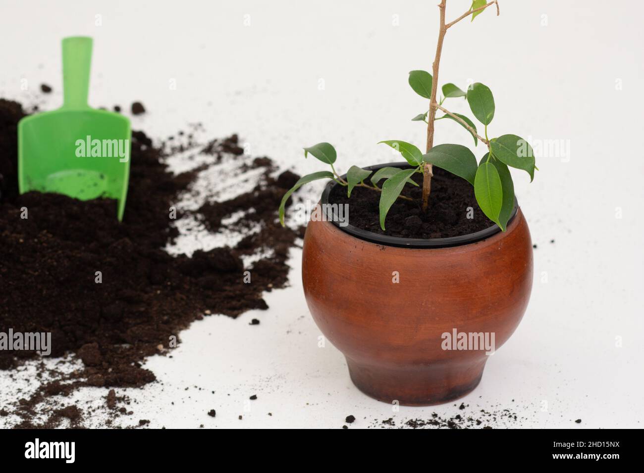 Ficus pianta in vaso di argilla marrone su sfondo bianco con terreno sparso per reimpianto Foto Stock