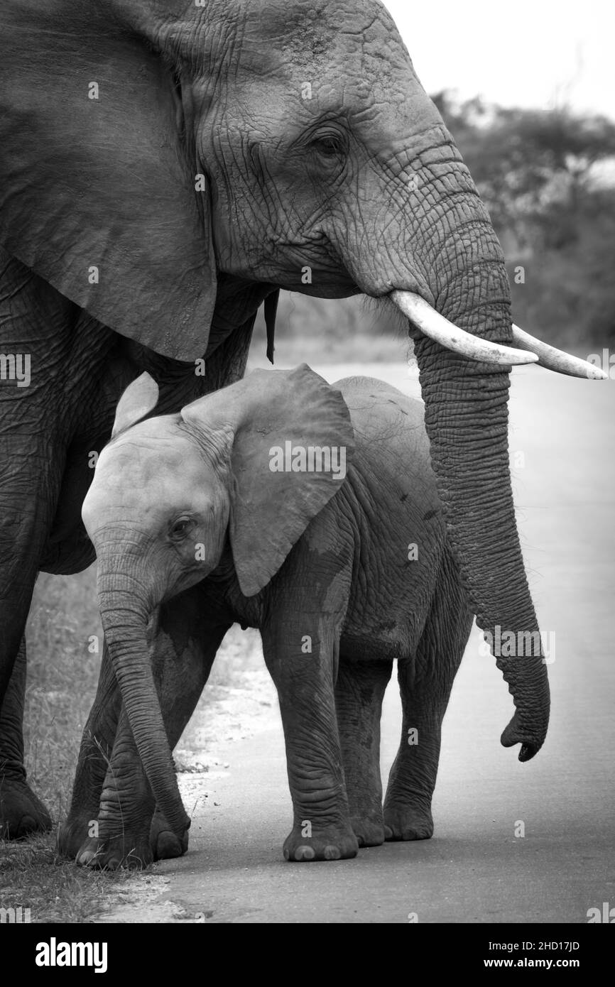 Toccare l'immagine bianca e nera dell'elefante del bambino in posa di Poignant con la sua madre Foto Stock