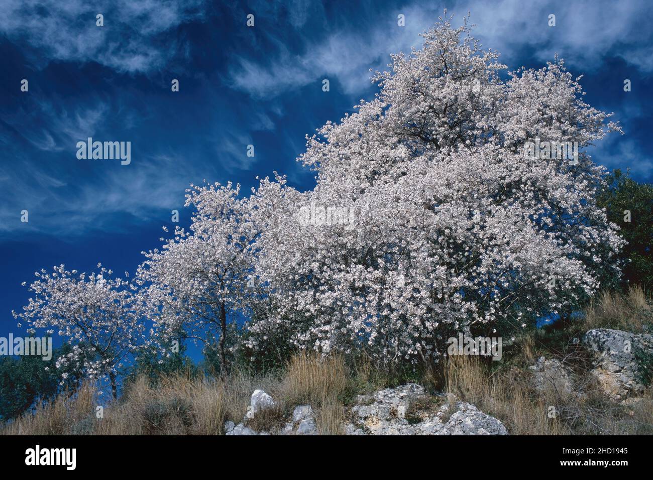 Mandorli in fiore, Prunus amigdalus, Rosaceae Foto Stock