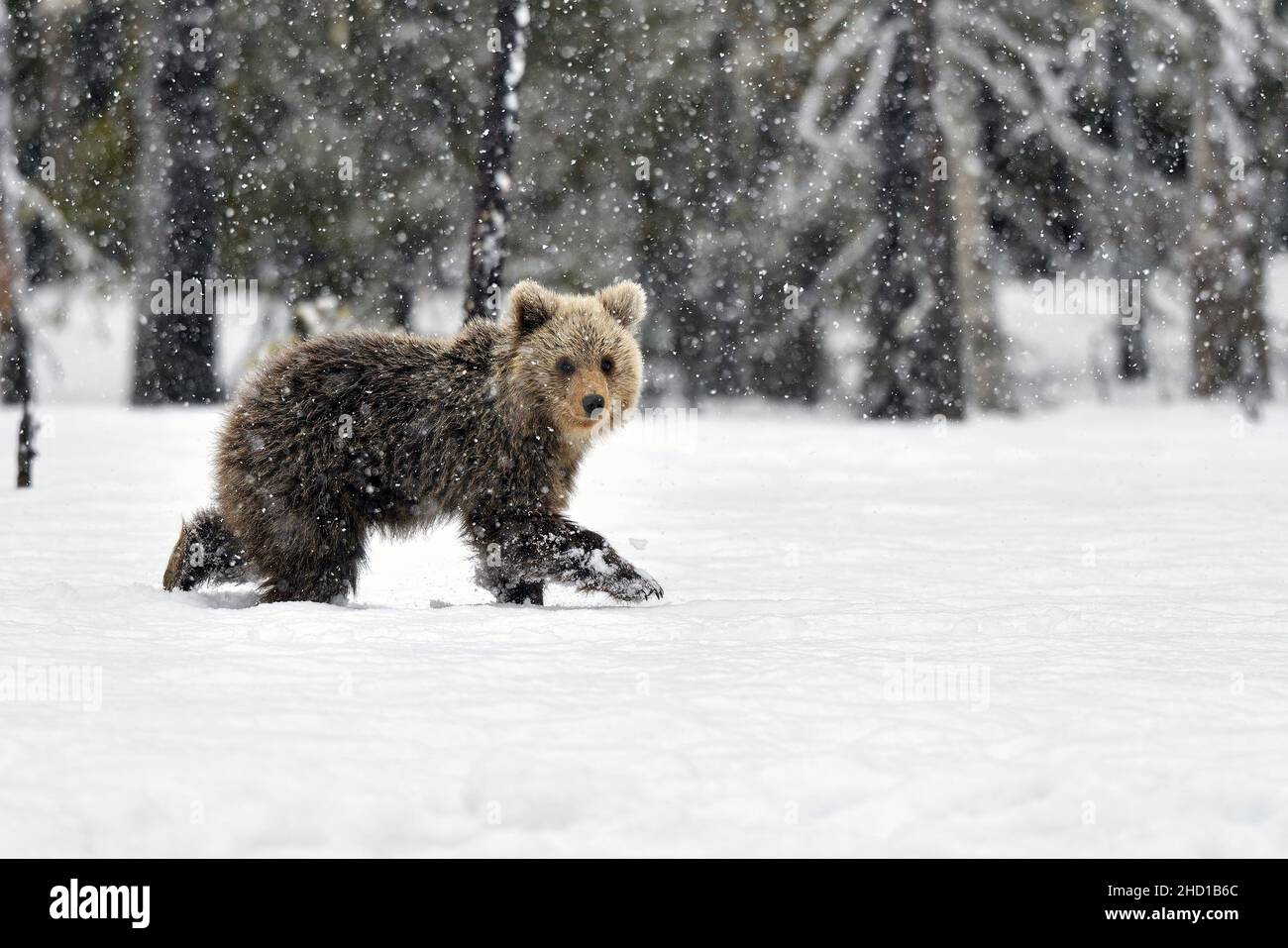 Bear cucciolo che fa un passo alla volta nella neve Foto Stock