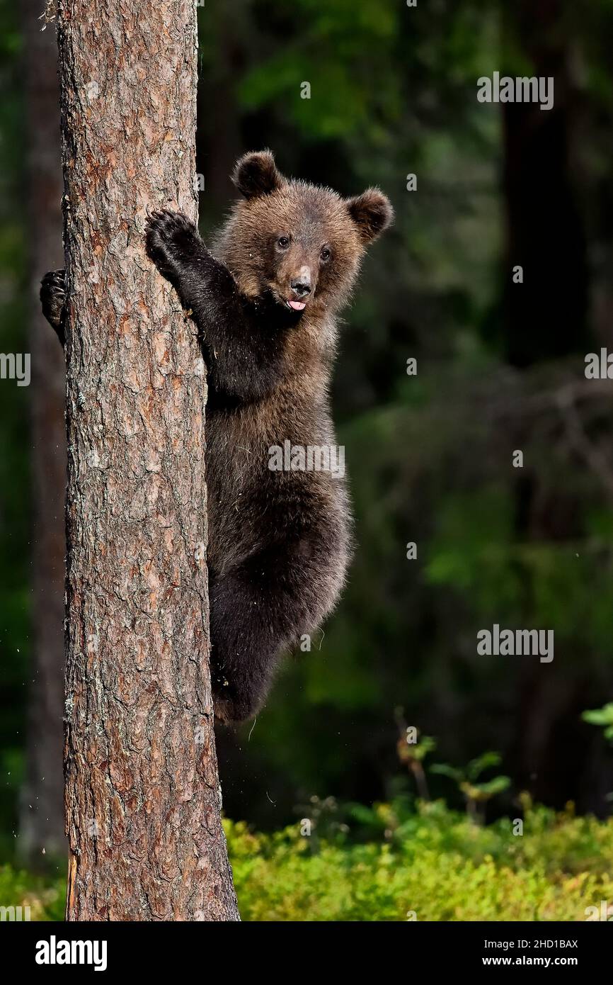 A volte si dimostra solo che non ti interessa ciò che pensano gli altri Foto Stock