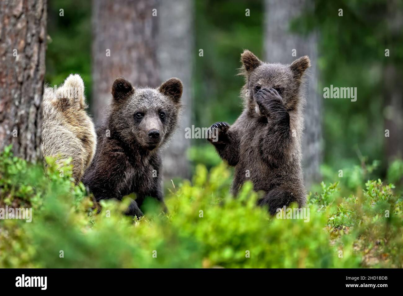 "Ehi mamma, che paparazzi ci segue di nuovo". Foto Stock