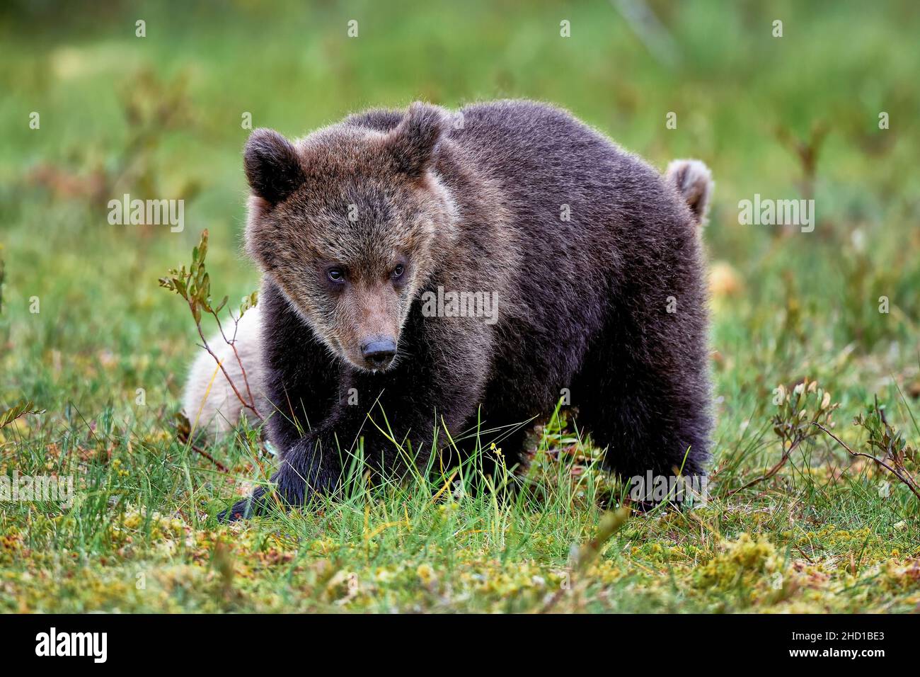 L'orso cub sta osservando un po' perplesso alla palude . Foto Stock