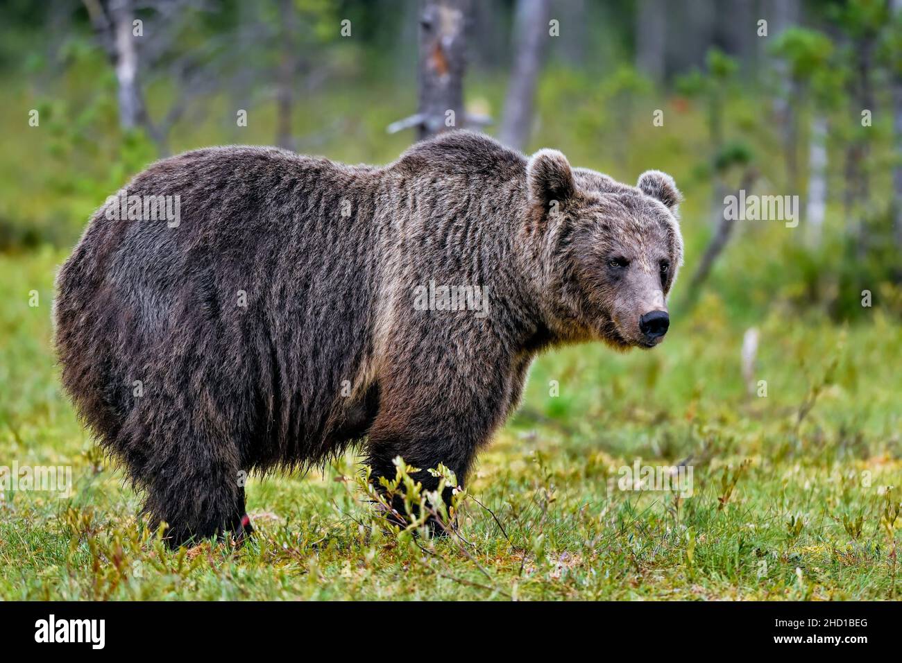 Orso bruno con i suoi pensieri profondi. Foto Stock