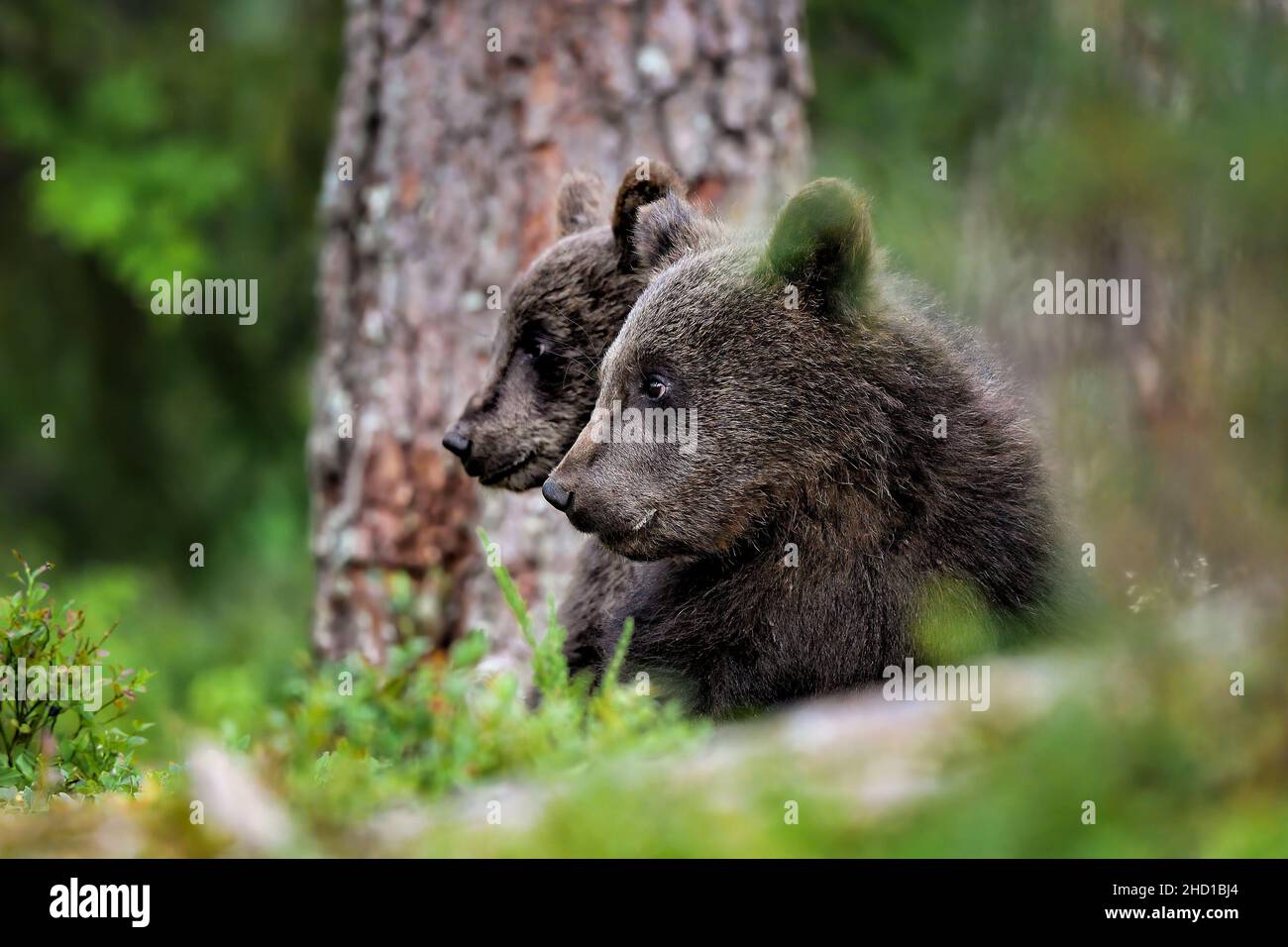 Cuccioli di orso focalizzati nella foresta. Foto Stock