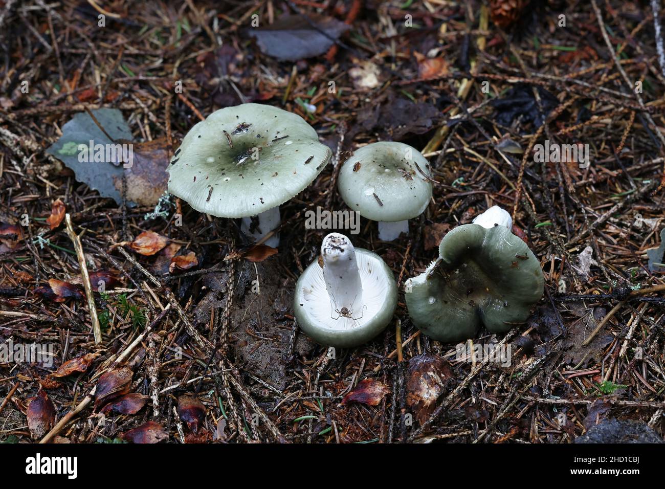 Russula aeruginea, conosciuta come la Russula verde erba, la Russula verde appiccicosa, o il brittlegill verde, funghi selvatici dalla Finlandia Foto Stock