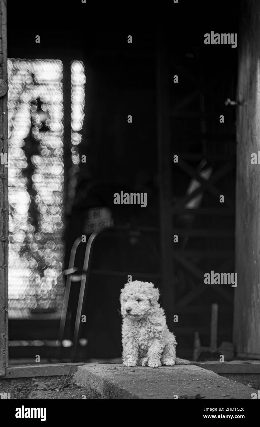 Scala di grigi di un cucciolo bianco carino in piedi sullo sfondo di un edificio abbandonato Foto Stock