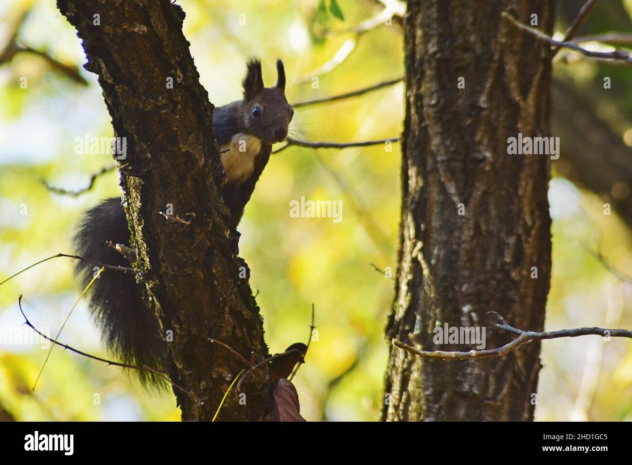 Fuoco selettivo di uno scoiattolo nero su un albero Foto Stock