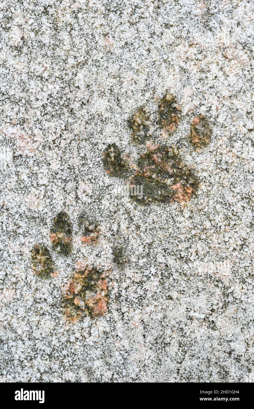 paw piste in gelo su scale di pietra Foto Stock