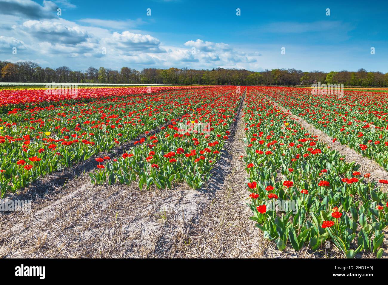 Paesaggio primaverile e terreno agricolo con tulipani rossi fioriti vicino a Lisse, Paesi Bassi, Europa Foto Stock