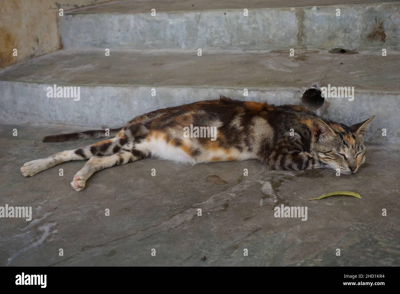 Gatto incinta che dorme sulle scale per le strade di Lamu, Kenya Foto Stock