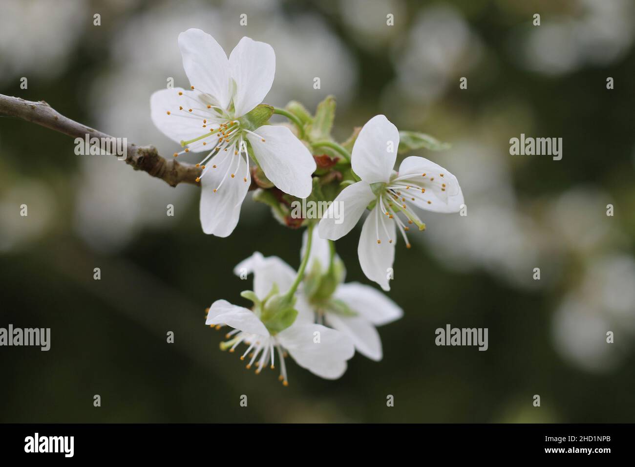 Ramo di ciliegio in fiore in un giardino. Foto Stock