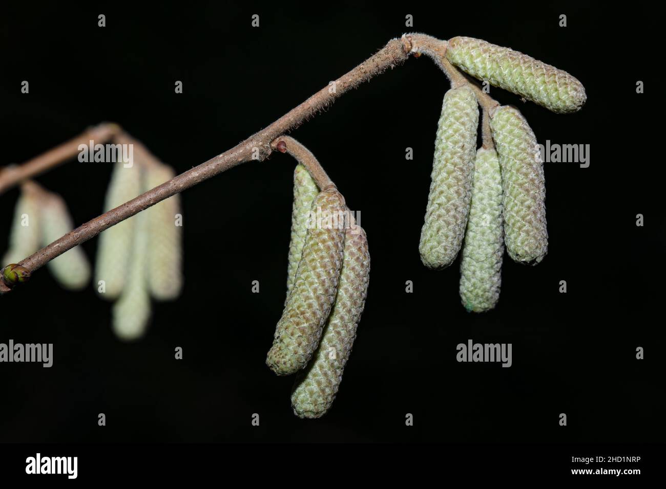 Il nocciolo maschio inflorescences in inverno su uno sfondo scuro. Primo piano. Foto Stock