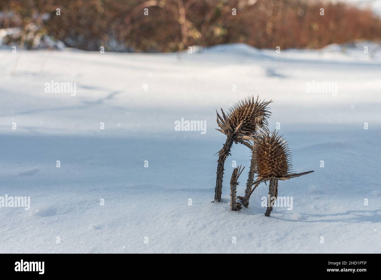 Un cespuglio spinoso si stacca da sotto la neve profonda Foto Stock