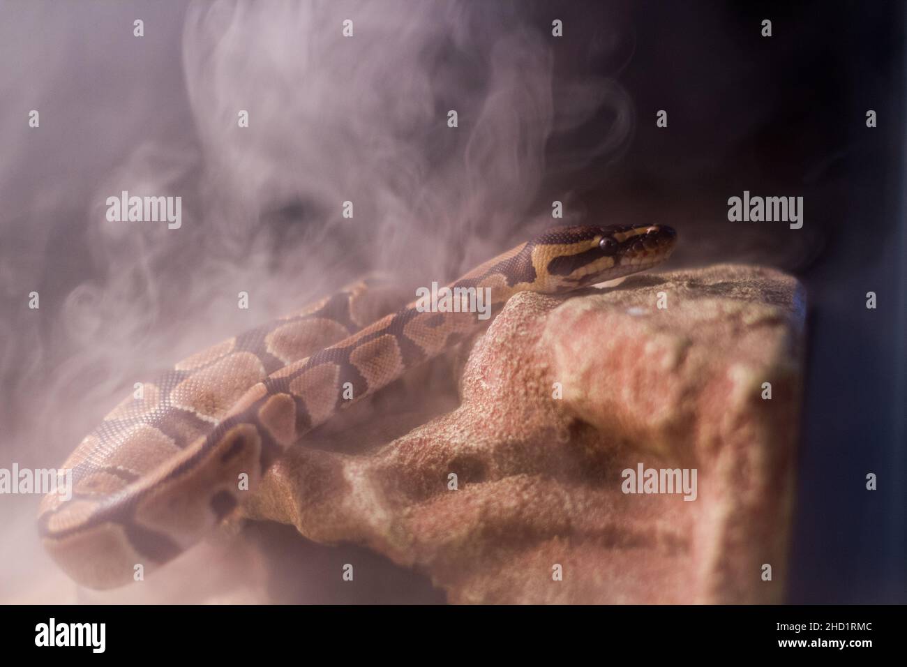 Primo piano di un serpente che strisciare su rocce circondato da fumo Foto Stock