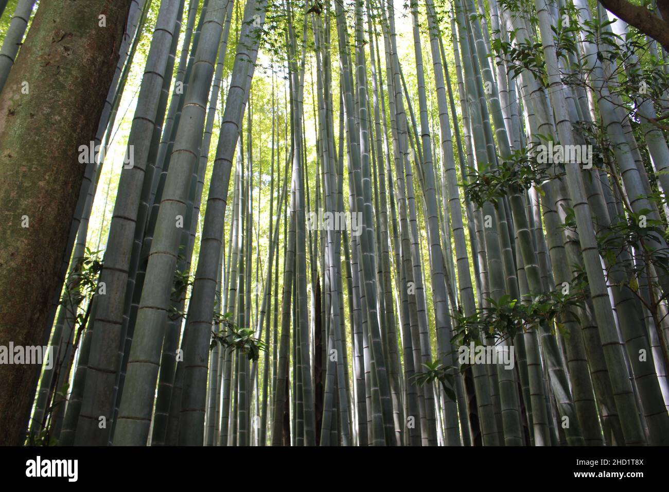 Memoria dei viaggi in Giappone Foto Stock