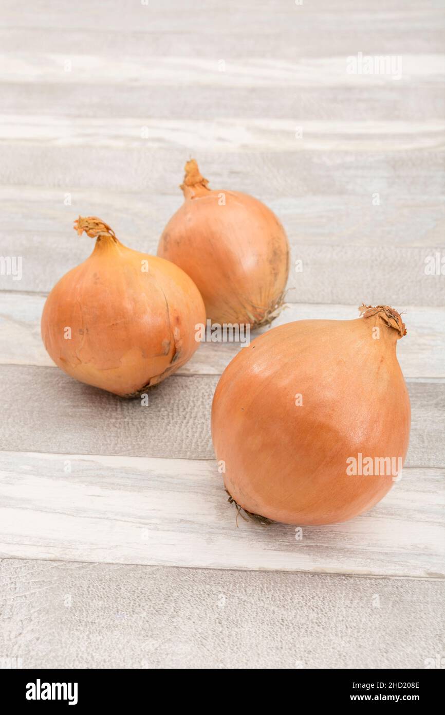 Cipolle gialle coltivate / Alliium. Dette anche cipolle marroni. Per ingredienti comuni della cucina e medicinali. Foto Stock