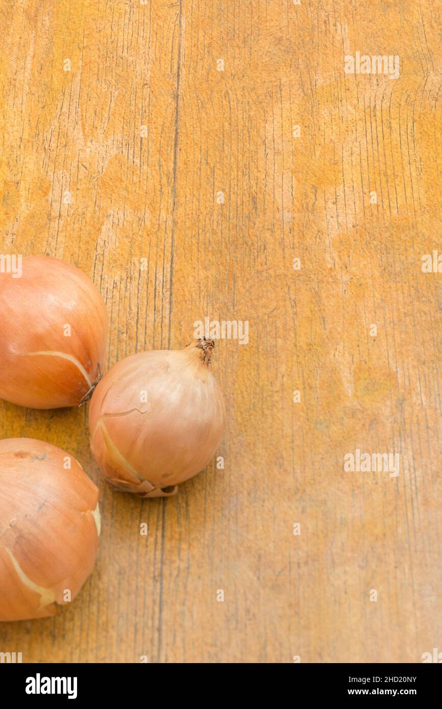 Cipolle gialle coltivate / Alliium. Dette anche cipolle marroni. Per ingredienti comuni della cucina e medicinali. Foto Stock