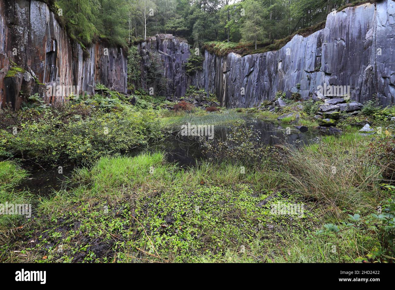 La riserva naturale di Dolt Quarry, la valle di Borrowdale Pass, il Lake District National Park, Cumbria, Inghilterra, Regno Unito Foto Stock