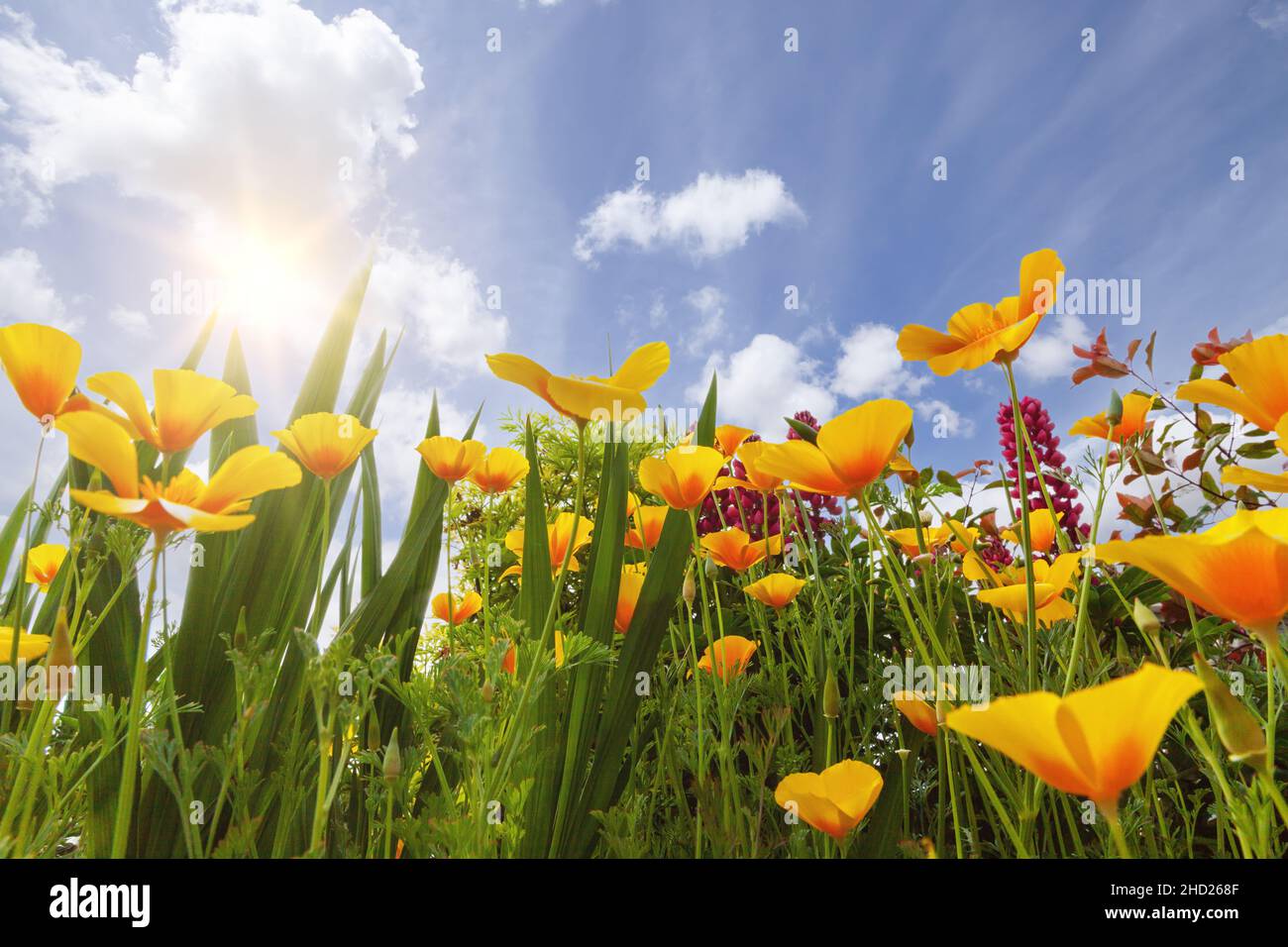 Primavera giardino fiori papaveri gialli guardando verso un fresco cielo blu e bel sole Foto Stock