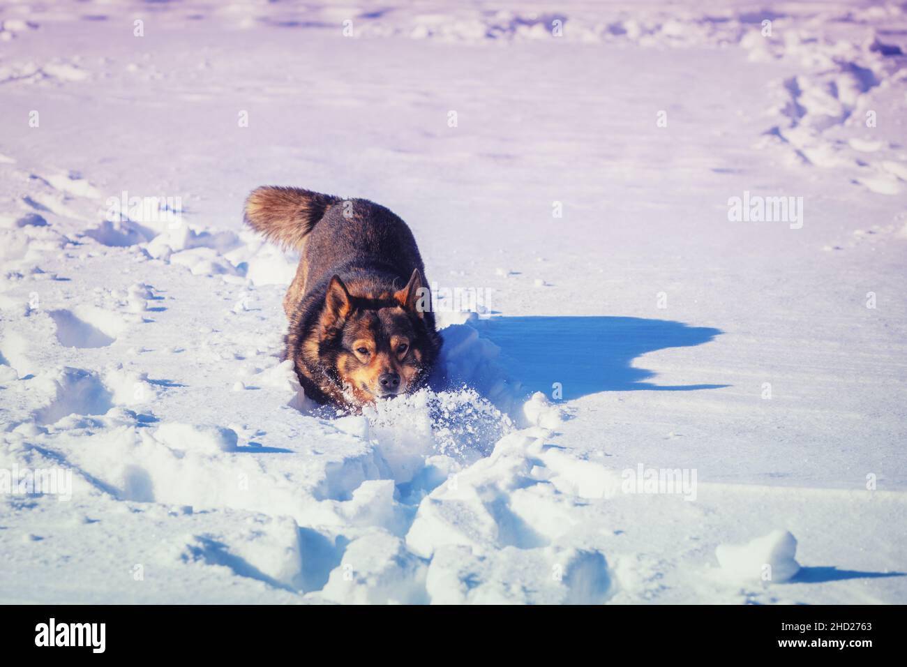 Cane che cammina nella neve profonda in una giornata di sole d'inverno Foto Stock