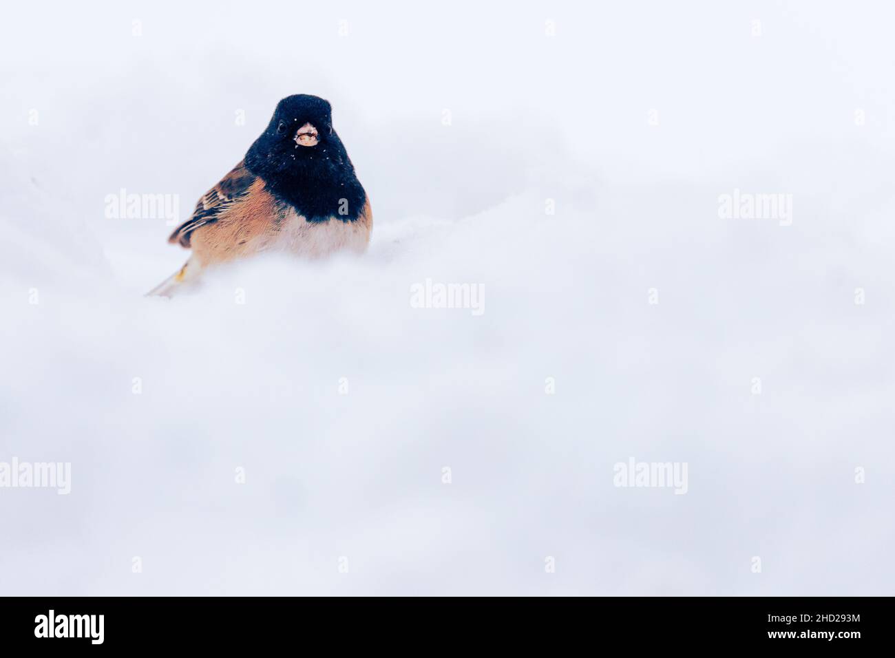 Dark Eyed Junco foraging per semi nella neve. Catturato nella contea di Lassen, California, USA. Foto Stock