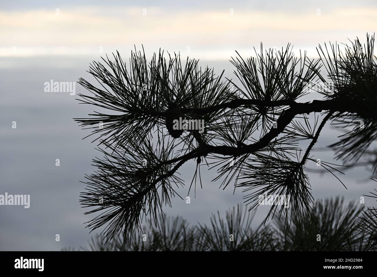 Primo piano di aghi di pino da un pino giallo loblolly, silhouette contro un cielo nuvoloso. Foto Stock