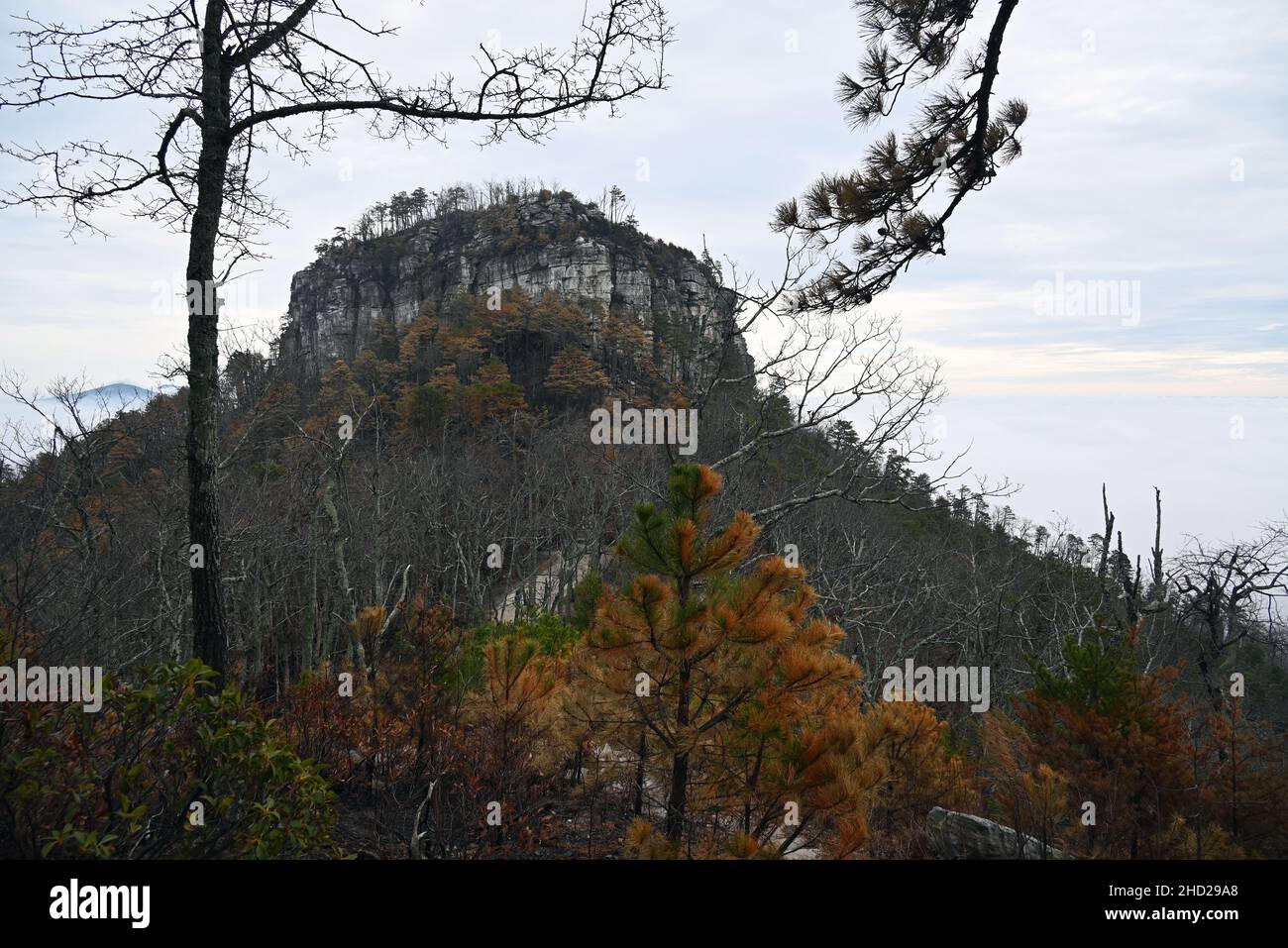 I boschi intorno al pinnacolo a Pilot Mountain sono bruciati dal Grindstone Wildfire che è iniziato nel novembre 2021 da un falò illegale Foto Stock