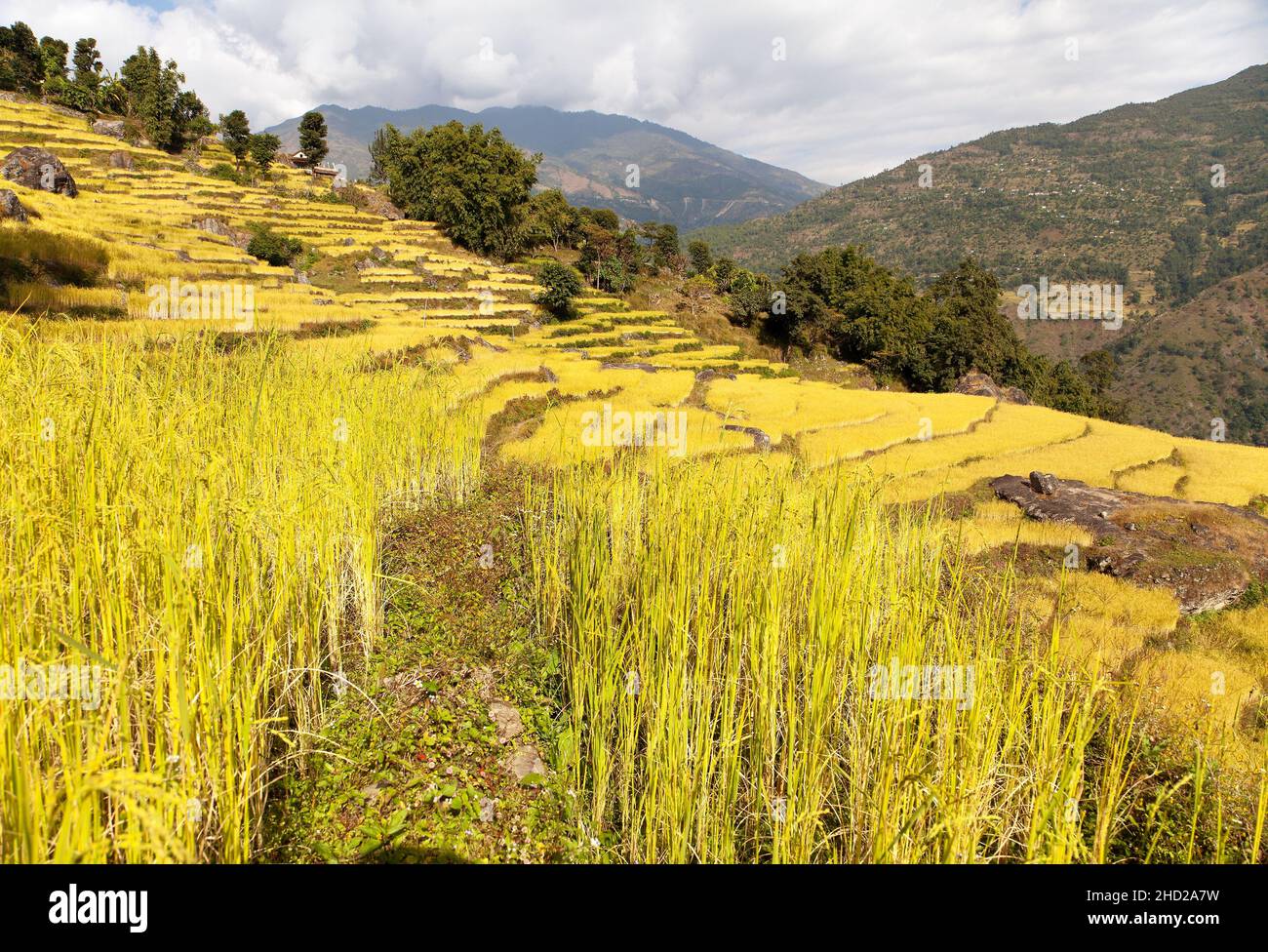 Campo di riso dorato terrazzato nella valle di Solukhumbu, Nepal Foto Stock