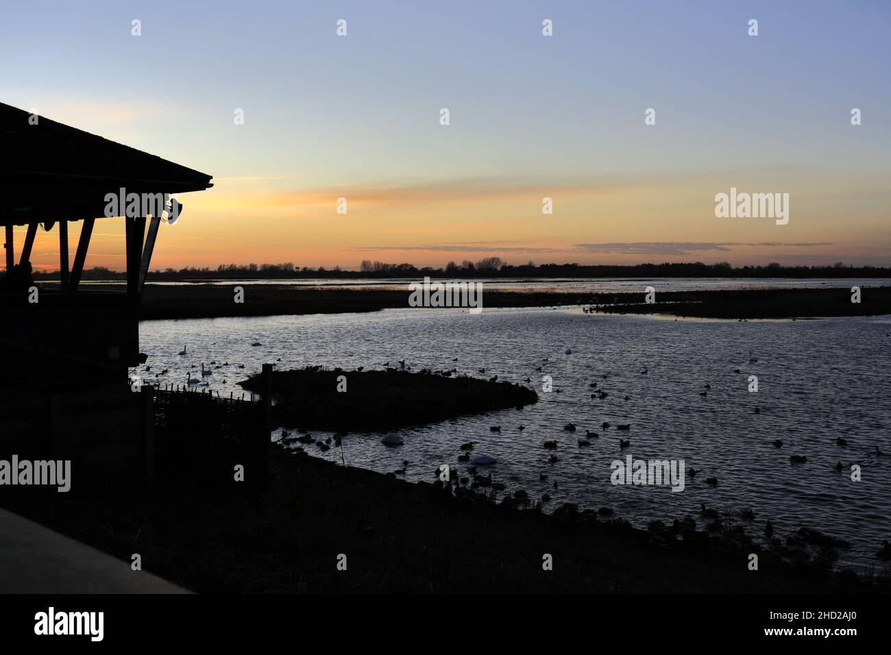 Cigni invernali e anatre alla riserva naturale Welney washes, villaggio di Welney, Cambridgeshire, Inghilterra, Regno Unito Foto Stock