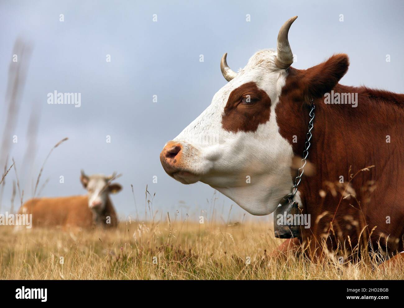 Mucca (bos primigenius taurus) sulle Dolomiti, Italia Foto Stock